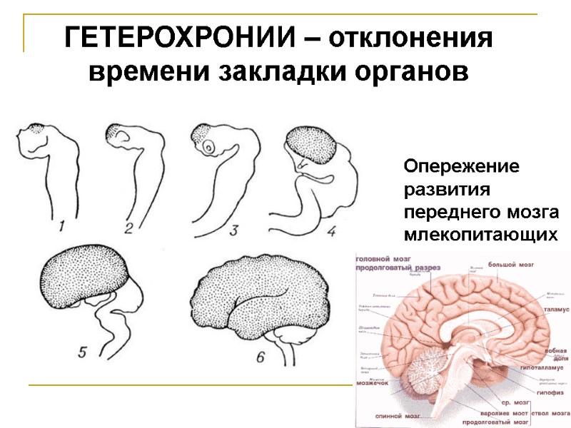 ГЕТЕРОХРОНИИ – отклонения времени закладки органов Опережение развития переднего мозга млекопитающих ГЕТЕРОХРОНИИ – отклонения времени закладки органов Опережение развития переднего мозга млекопитающих